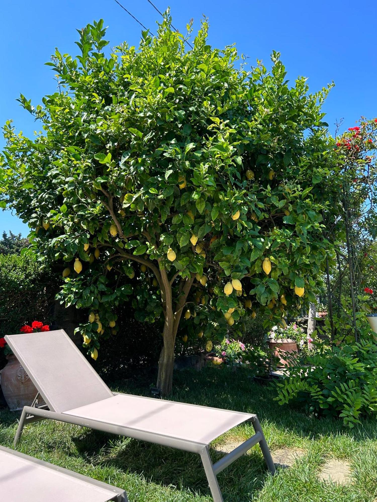 Maison Villa Angela SantʼAgata sui Due Golfi Buitenkant foto